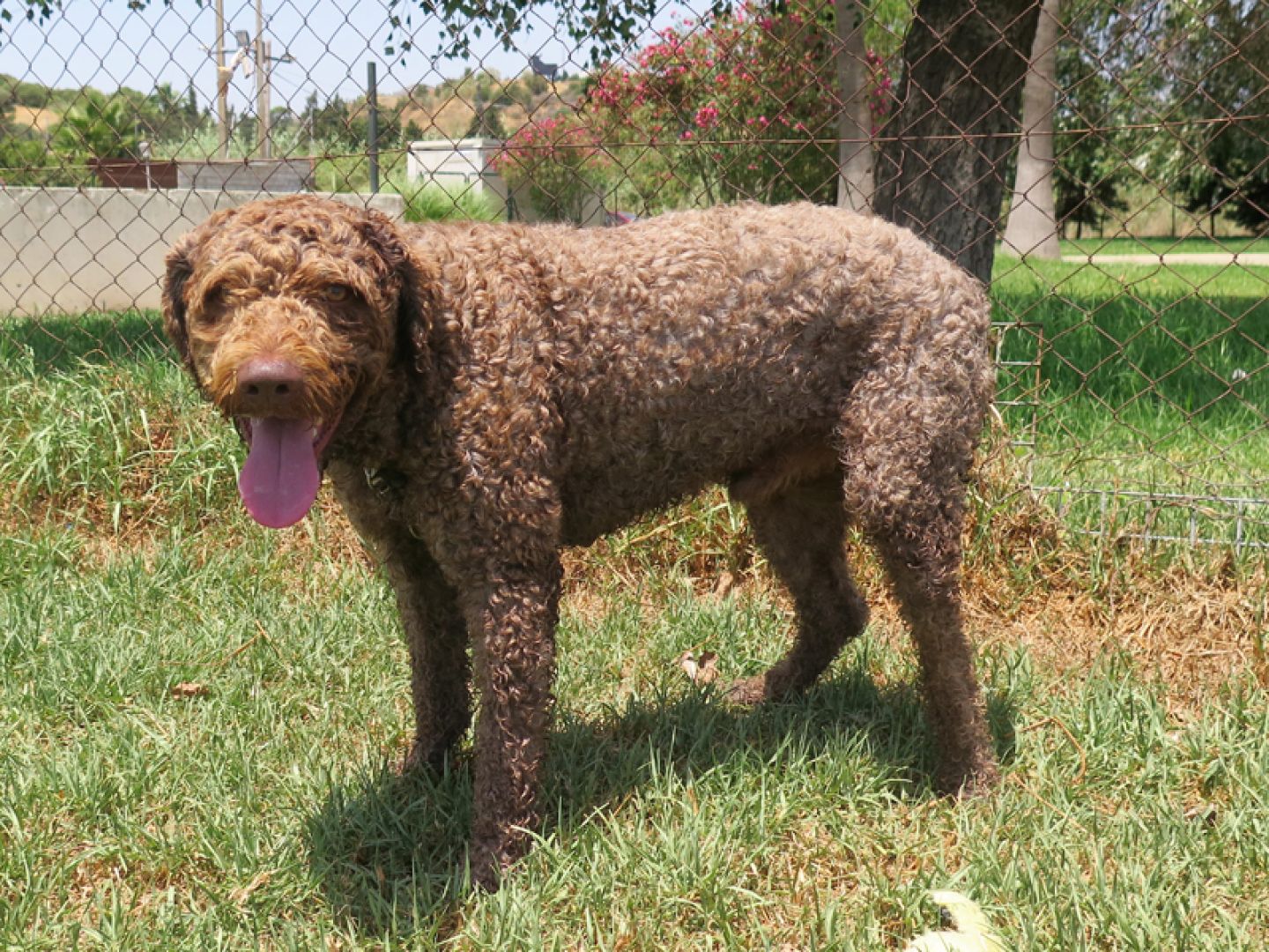 Curly Perro Adopci N Perro De Agua Espa Ol Perrera De Los Barrios