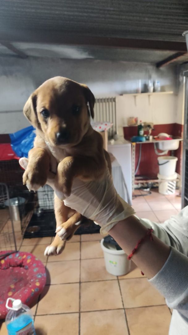 Rachel perro adopción Cruce Perrera de los Barrios