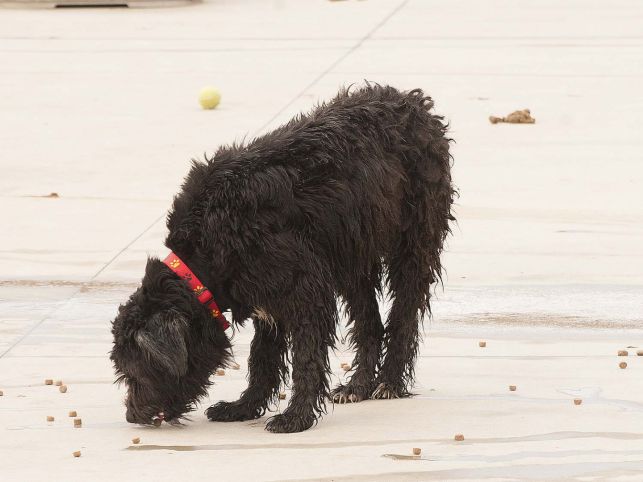 Rasta Perro Adopci N Perro De Agua Espa Ol Perrera De Los Barrios