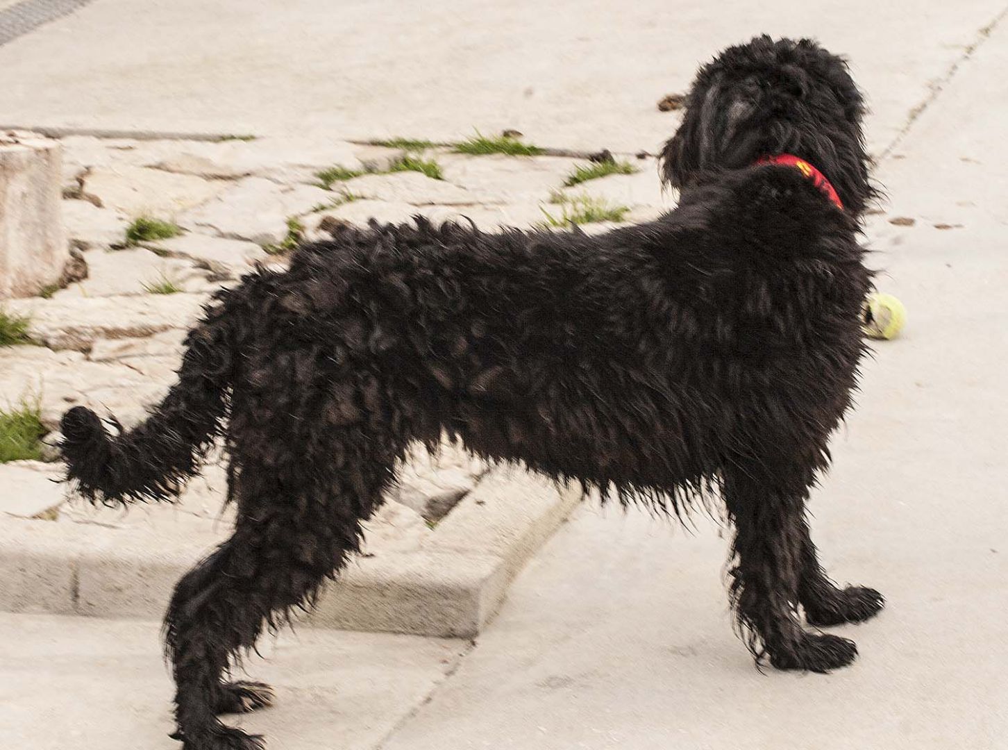 RASTA perro adopción Perro de agua español Perrera de los Barrios