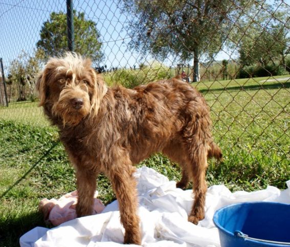 Rasta Perro Adopci N Perro De Agua Espa Ol Perrera De Los Barrios