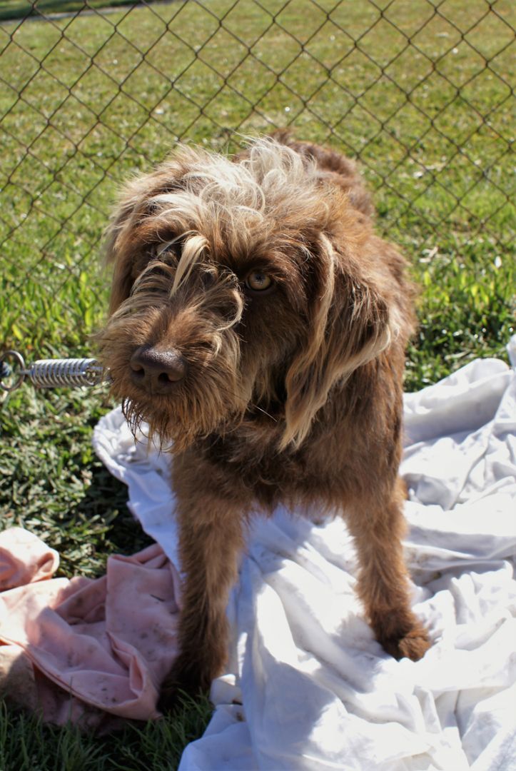 Rasta Perro Adopci N Perro De Agua Espa Ol Perrera De Los Barrios