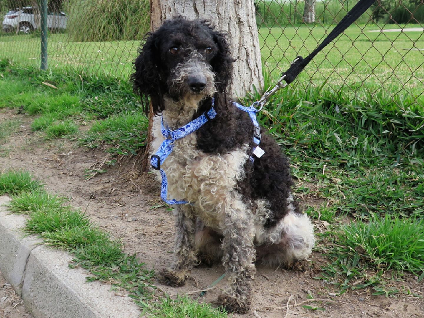 Reichel Perro Adopci N Cruce Perro De Agua Espa Ol Perrera De Los