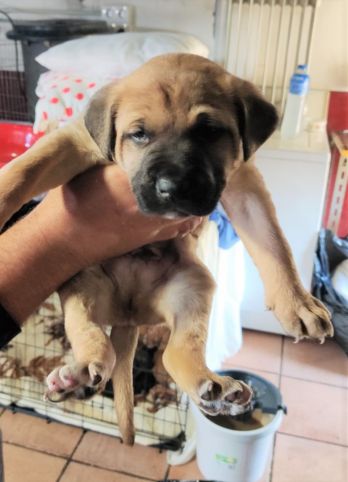 Sheldon perro adopción Cruce Perrera de los Barrios