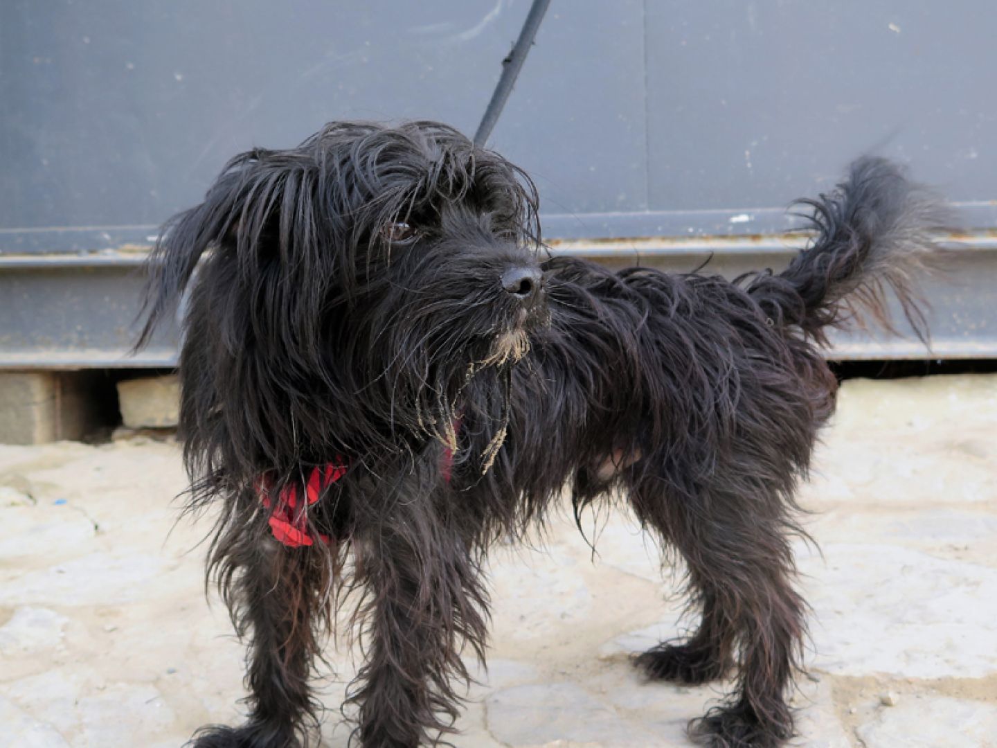 Yaco Perro Adopci N Cruce Perro De Agua Espa Ol Perrera De Los Barrios