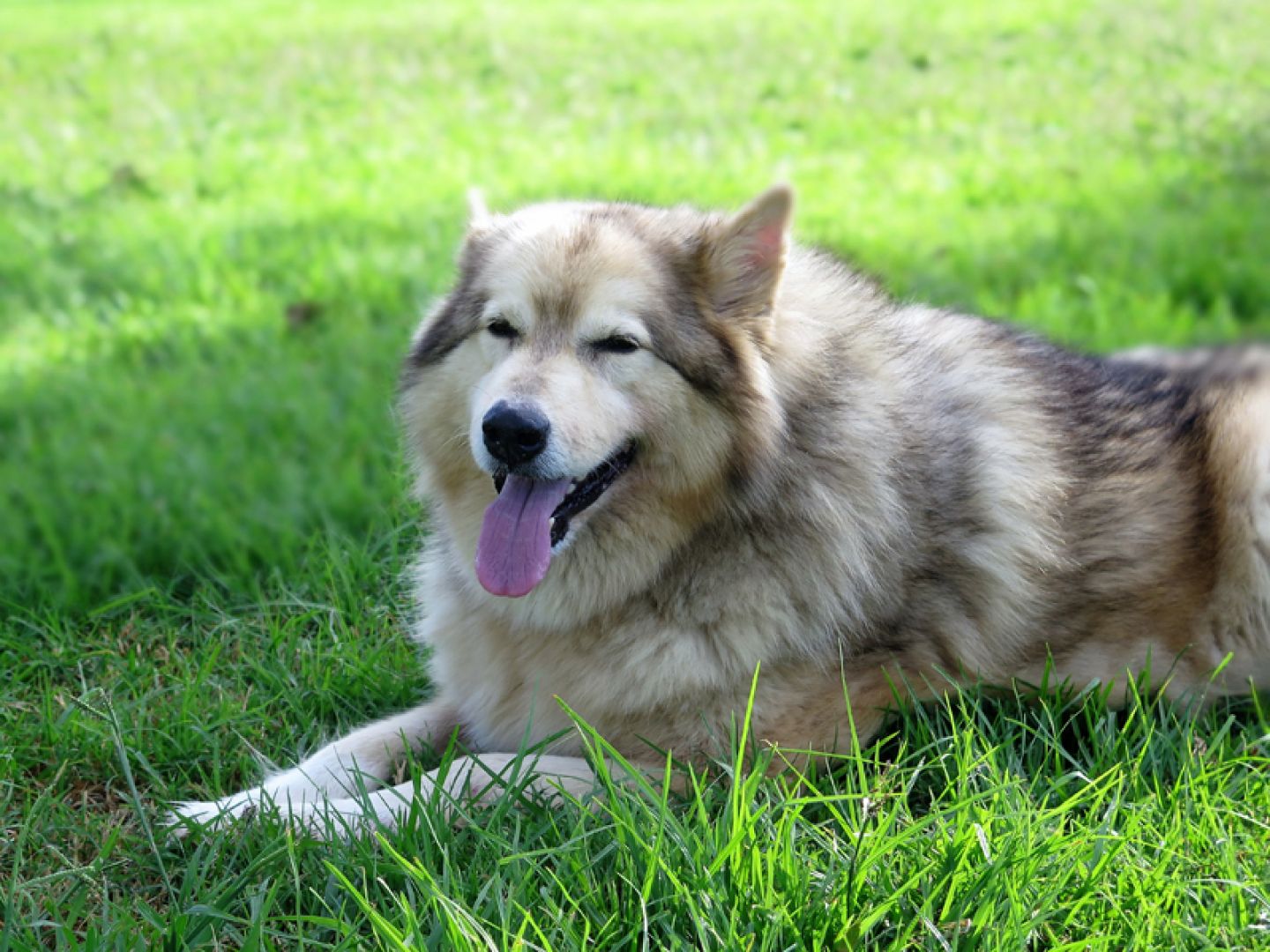 Reinaldo - perro adopción Alaskan Malamute - Perrera de los Barrios