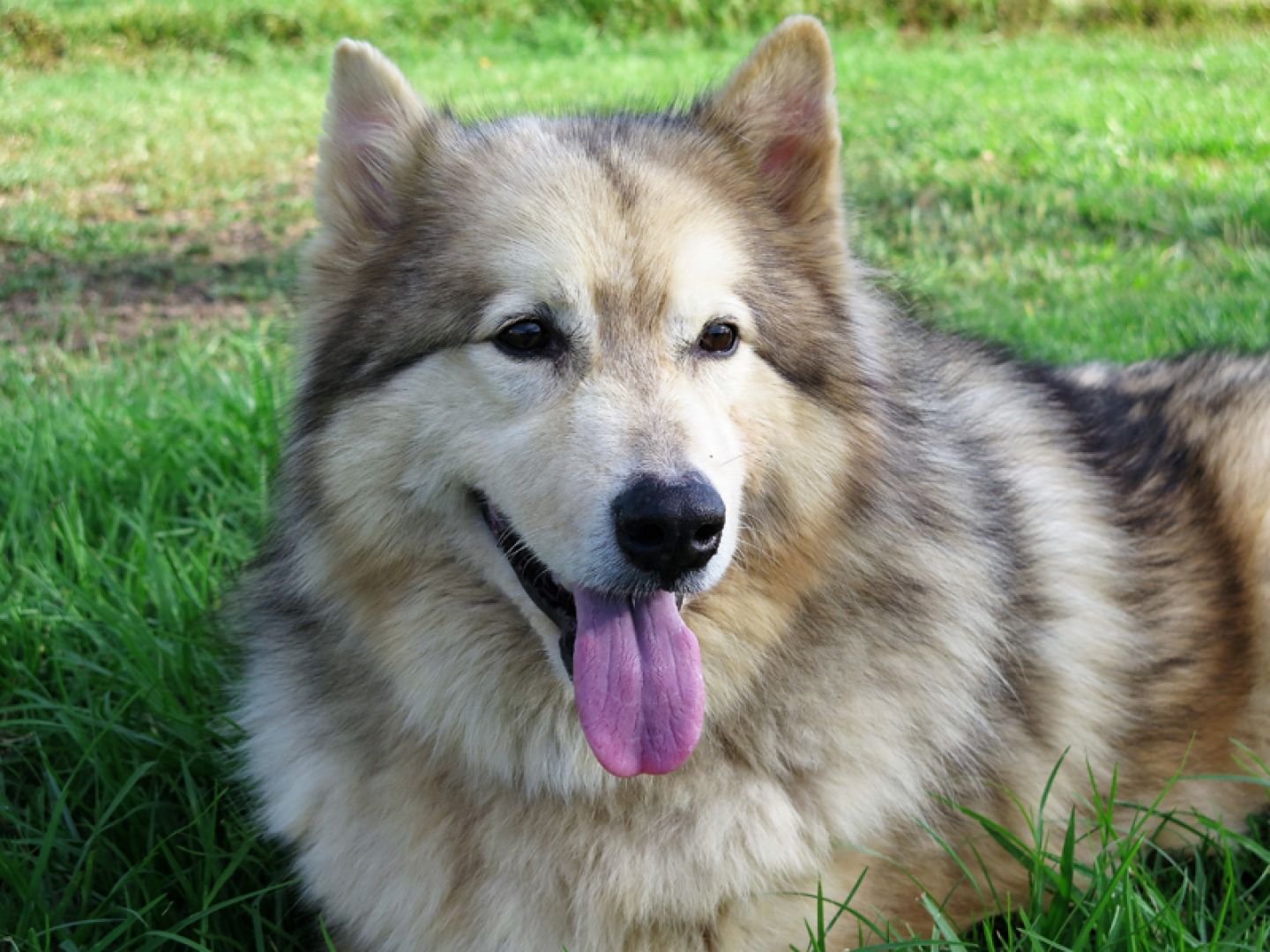 Reinaldo - perro adopción Alaskan Malamute - Perrera de los Barrios